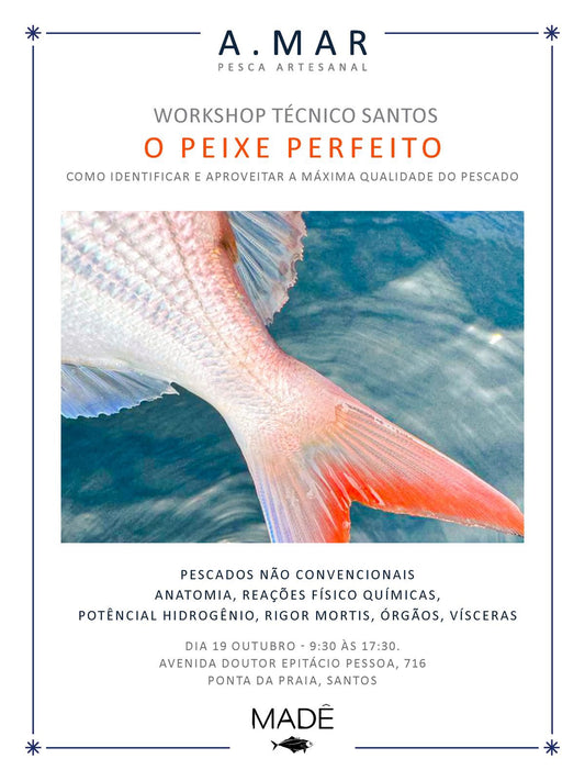 Workshop Técnico Santos - O Peixe Perfeito
